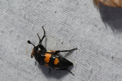 Nicrophorus defodiens