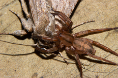 Notiodrassus distinctus