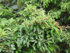 Tacazzea apiculata