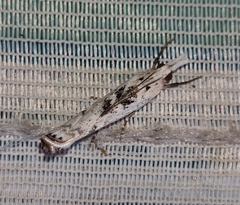 Crambus sparsellus