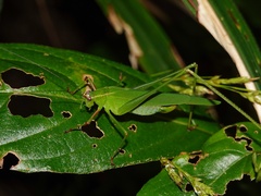Phaneroptera okinawensis