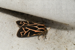 Apantesis williamsii