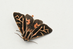 Apantesis williamsii