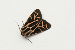 Apantesis williamsii