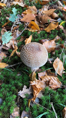 Amanita rubescens