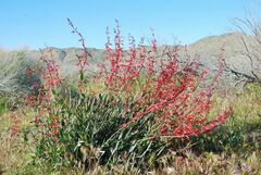 Penstemon centranthifolius