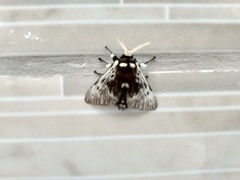 Megalopyginae