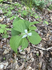 Trillium rugelii