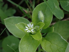 Stellaria media
