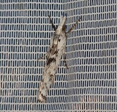Crambus sparsellus