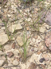 Aristida dichotoma