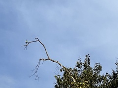 Merops viridis