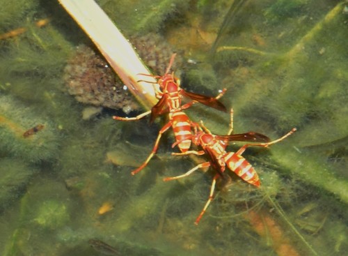Southern Paper Wasp photo 4