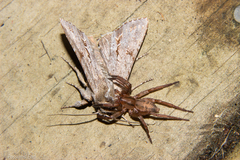 Notiodrassus distinctus