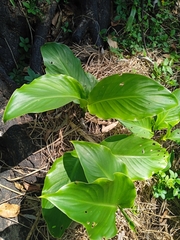 Canna indica