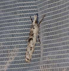 Crambus sparsellus