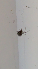 Araneus pegnia