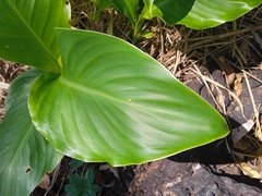 Canna indica