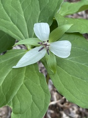 Trillium rugelii