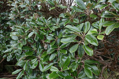 Brachyglottis buchananii