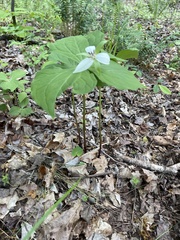 Trillium rugelii