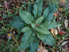 Digitalis purpurea