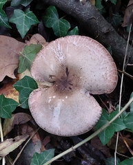 Agaricus sylvicola