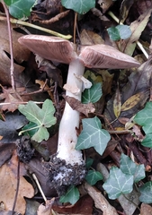 Agaricus sylvicola