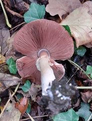 Agaricus sylvicola