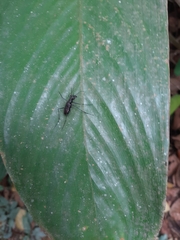 Odontocheila