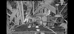 Didelphis marsupialis