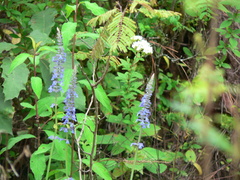 Salvia lavanduloides
