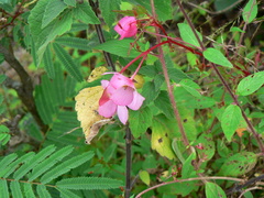 Begonia dealbata