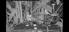 Didelphis marsupialis