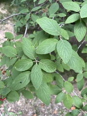 Viburnum lantana