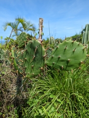 Opuntia caracassana