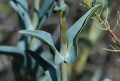 Penstemon centranthifolius