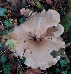 Clitocybe nebularis