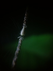 Cyclosa