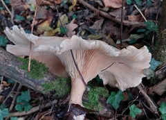 Clitocybe nebularis