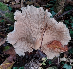 Clitocybe nebularis