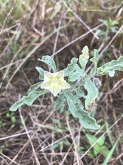 Chamaesaracha edwardsiana