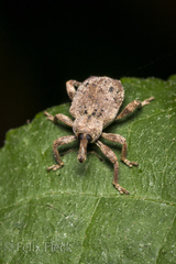 Phelypera distigma