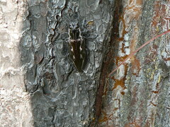 Chalcophora mexicana