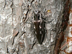 Chalcophora mexicana