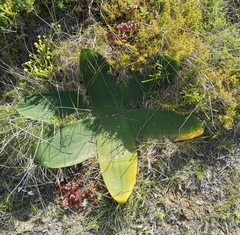 Brunsvigia orientalis