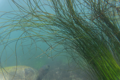 Phyllospadix torreyi