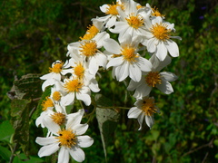 Montanoa