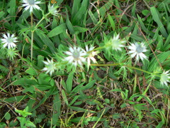Eryngium heterophyllum