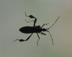 Leptoglossus oppositus